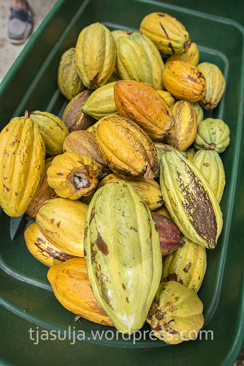 cocoa05