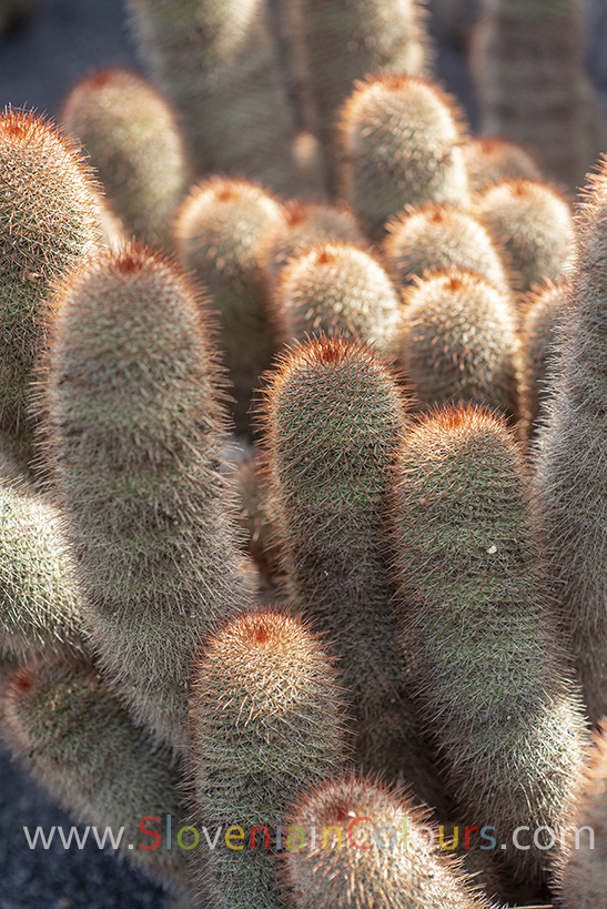 jardin-lanzarote (4)