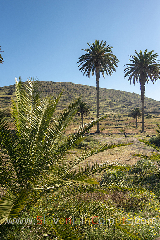 lanzarote-kanarski (7)