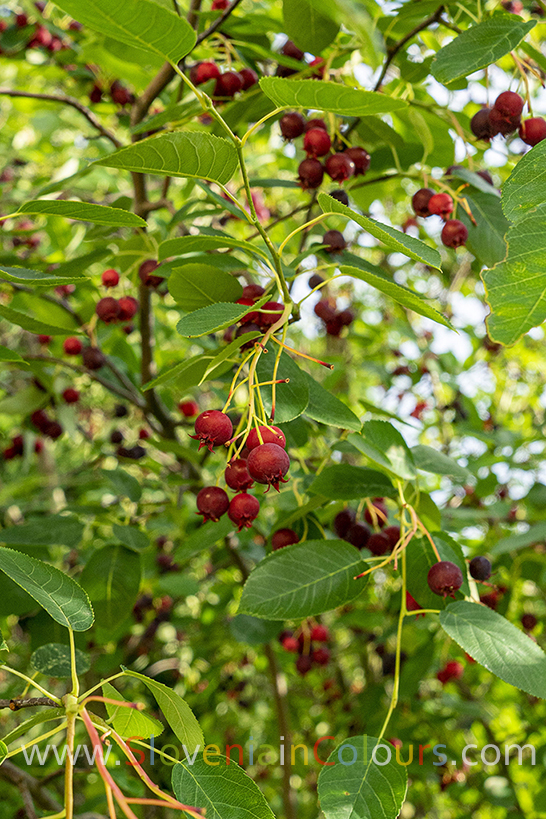 smarna-hrusica-1-2