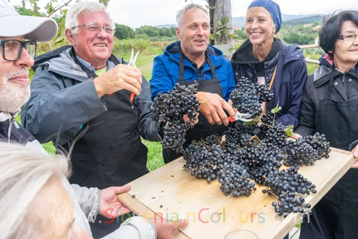 rodica-vino-truske-slovenia-13