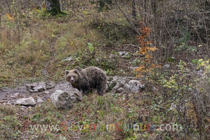rjavi-medved-slovenija